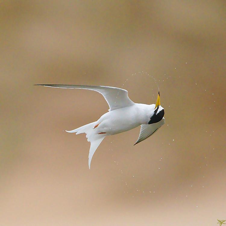 Little tern photo