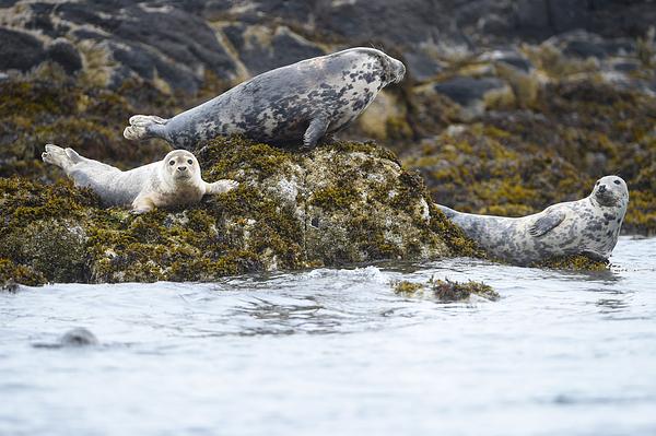 Three seals rest on a seaweed-covered rocky outcrop by the water; one is watching the photographer intently