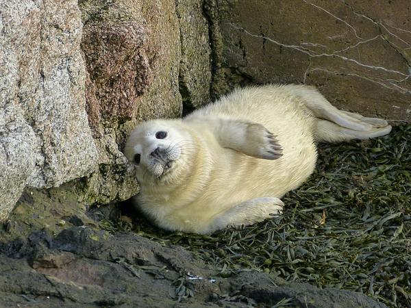 A fluffy Grey seal pup lies on its side in a patch of seaweed and watches the photographer