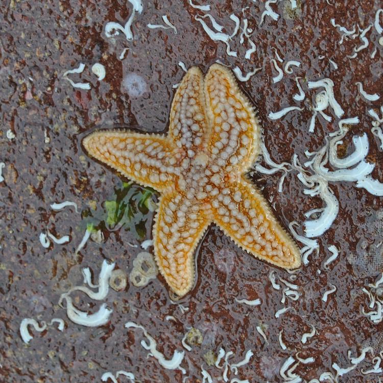 Common starfish photo