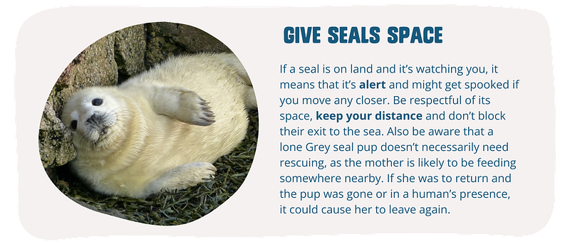 Give seals space. If a seal is on land and it’s watching you, it means that it’s alert and might get spooked if you move any closer. Be respectful of its space, keep your distance and don’t block their exit to the sea. Also be aware that a lone seal pup doesn’t necessarily need rescuing, as the mother is likely to be feeding somewhere nearby. If she was to return and the pup was gone or in a human’s presence, it could cause her to leave again.