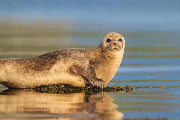 A Harbour (Common) seal looks at the photographer, alert